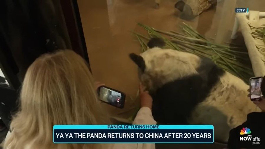 A screen capture from a video featuring Ya Ya the panda, with visitors at the Memphis Zoo. (Internet)