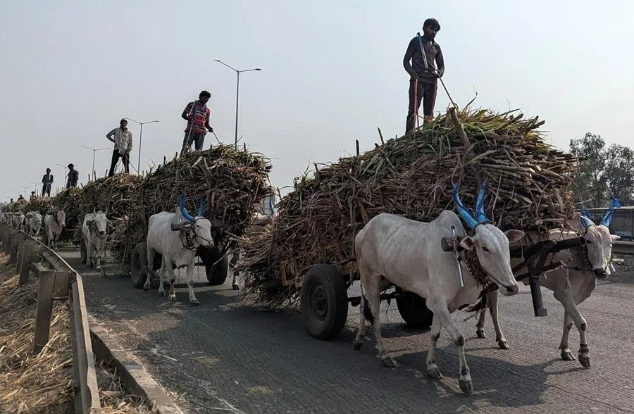 Farm workers transport sugarcane in bullock carts to a factory in Satara district, in the western state of Maharashtra, India, 16 February 2026. (Rajendra Jadhav/Reuters)