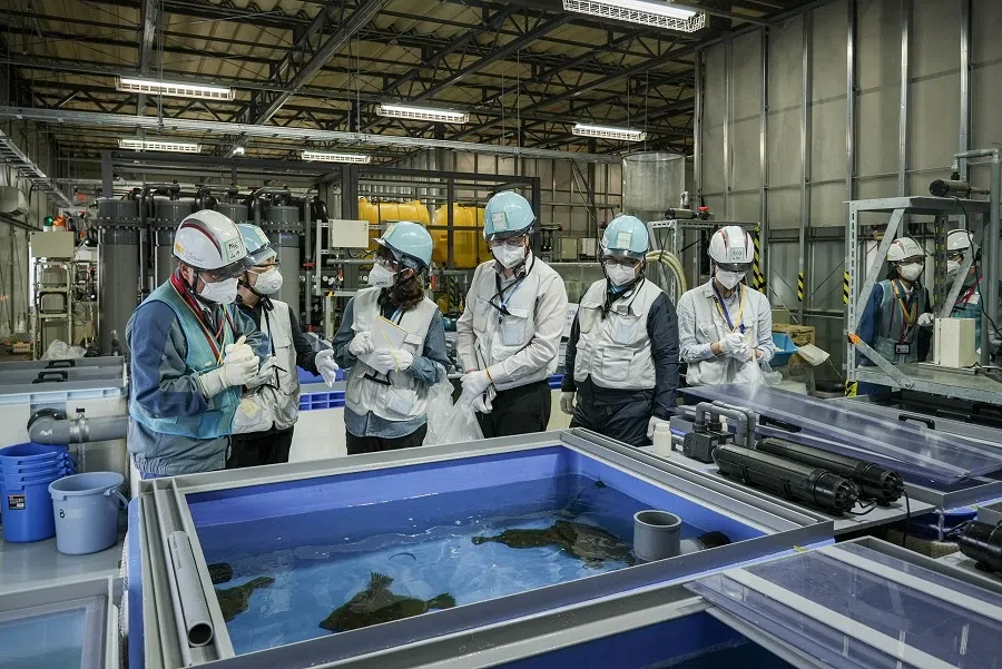 A look inside the marine organisms rearing test facility at Fukushima Daiichi nuclear power plant on 28 June 2024. (SPH Media)