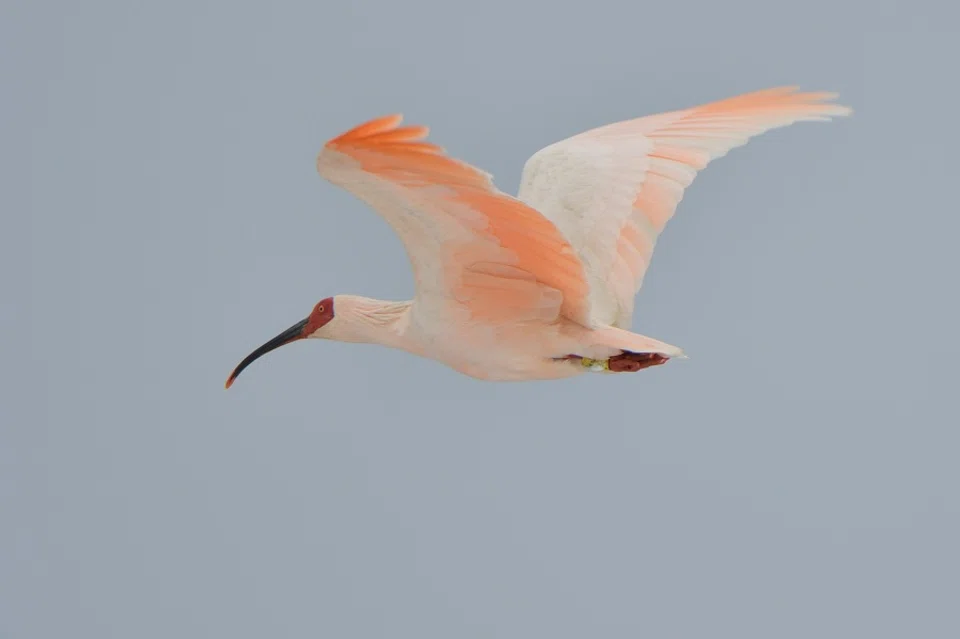 The crested ibis is hailed as the "oriental gem". (iStock)