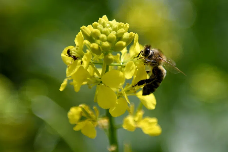 A bee collects pollen on blossoms in a field in the village of Plasa, near the city of Korca on 13 May 2020. (Gent Shkullaku/AFP)
