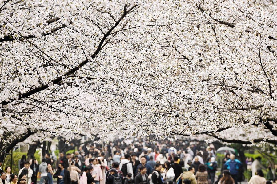 People watch cherry blossoms at a campus in Nanjing, in eastern China's Jiangsu province on 24 March 2024. (AFP)