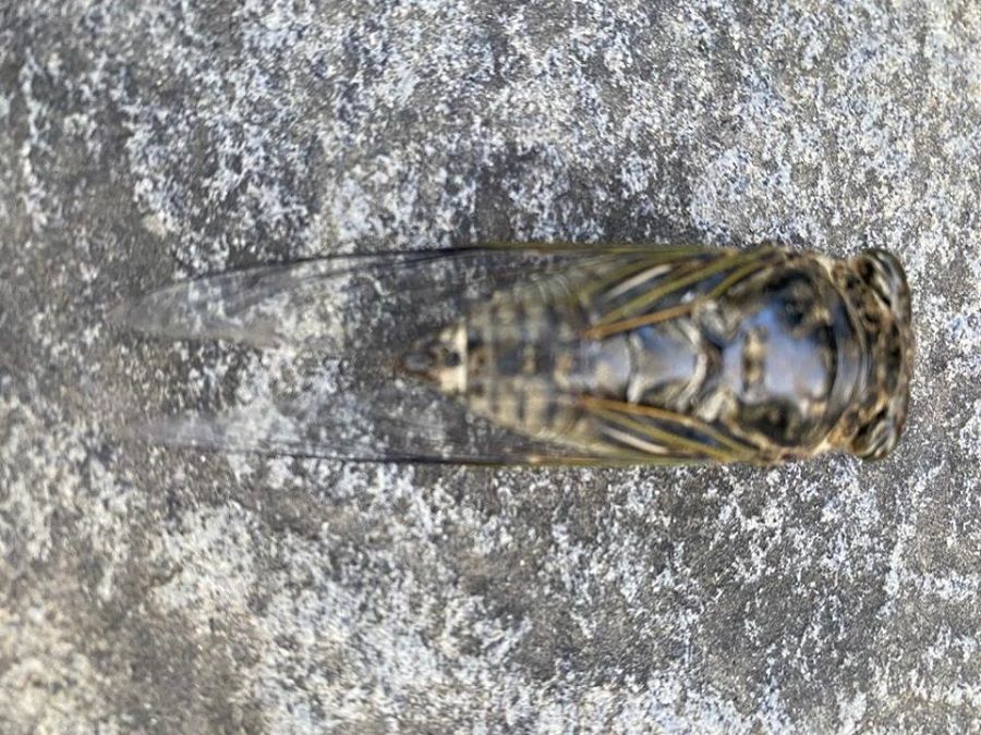 After seven days of song, cicadas fall to the ground and return to dust. (Facebook/蔣勳)