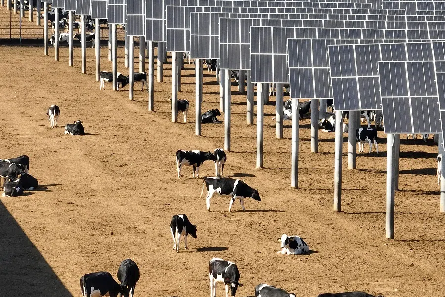 Cows graze near solar panels at the Ningxia Saishang Muyuan Animal Husbandry Ecological Breeding Enterprise, which combines animal breeding and clean energy generation in Majiatan, Lingwu, China’s Ningxia Hui Autonomous Region, on 12 August 2024. (AFP)
