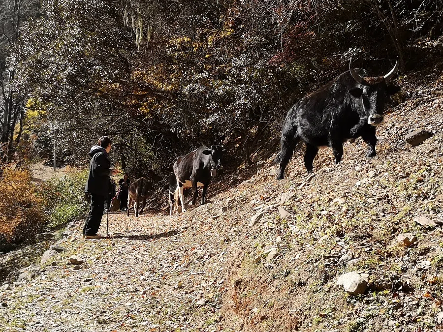 The clink-clank of passing yak bells.