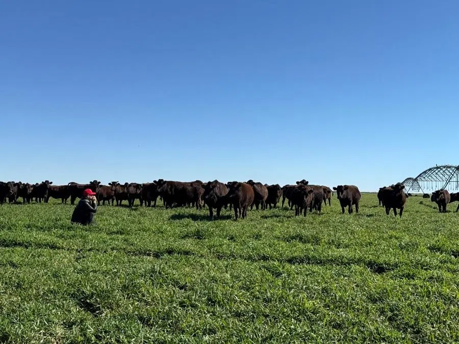 Bruce Cheung owns or operates seven cattle and farming properties covering more than 800,000 hectares, and manages a herd of over 40,000 cattle.