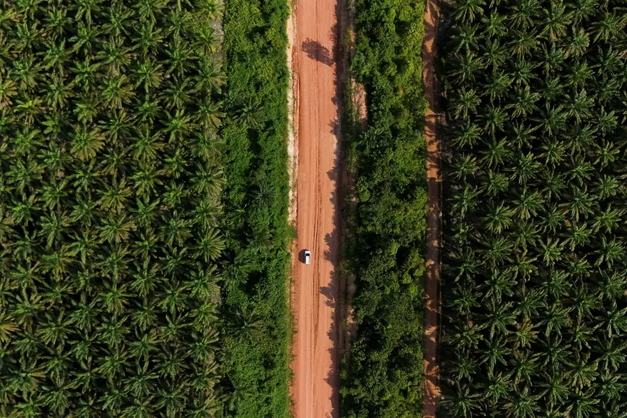 A drone view of the Melati Hanjalipan cooperative palm oil plantation in Hanjalipan village, East Kotawaringin, Central Kalimantan province, Indonesia, 22 July 2025. (Ajeng Dinar Ulfiana/Reuters)