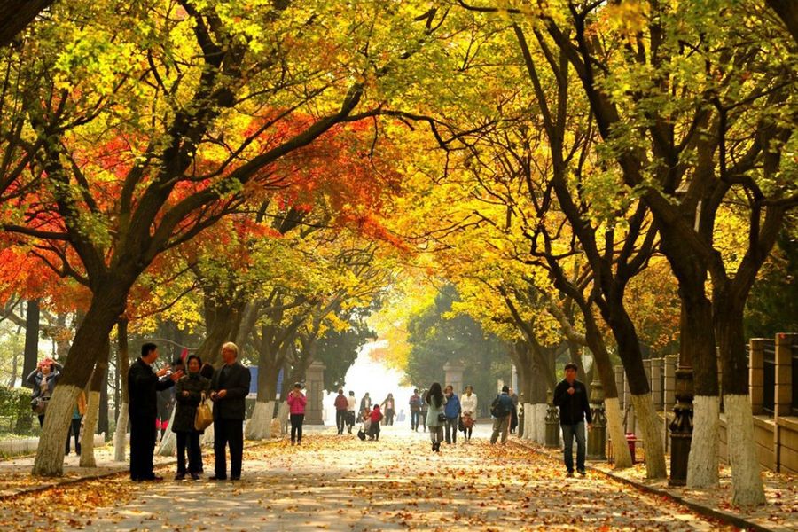 Orange leaves fill the ground in the autumn times. (Hong Thai Travel)