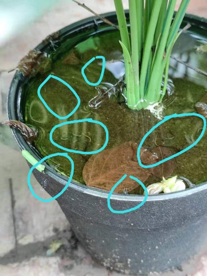 Tiny white larvae and adult mosquitoes (circled) in a water-logged pot at the entrance of my residential compound. (Photo: Jessie Tan)