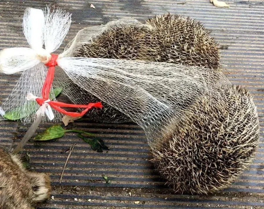 Hedgehogs for sale on the street. (Internet)
