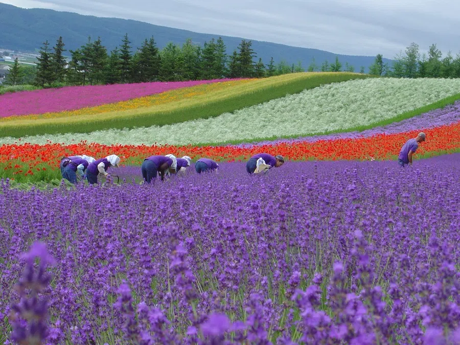 Farm Tomita in Hokkaido, Japan. (UOB Travel)