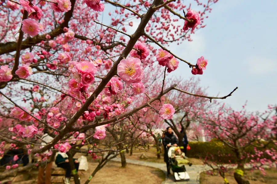 People admire plum blossoms in Shijiazhuang, Hebei province, on 15 March 2025.