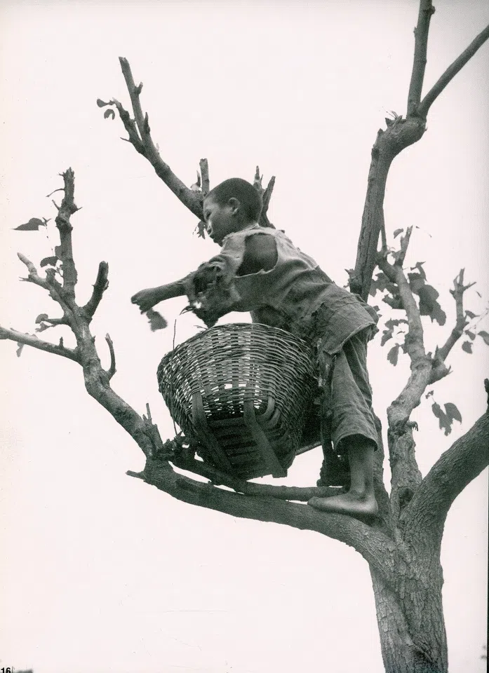 Children eating tree leaves for sustenance.
