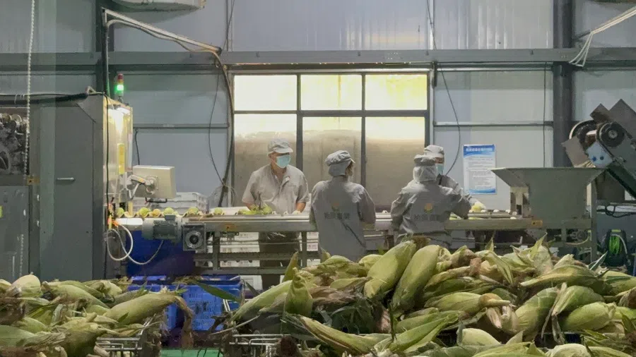 A corn processing factory in Jinping’s Mengla Town. (Sim Tze Wei/SPH Media)