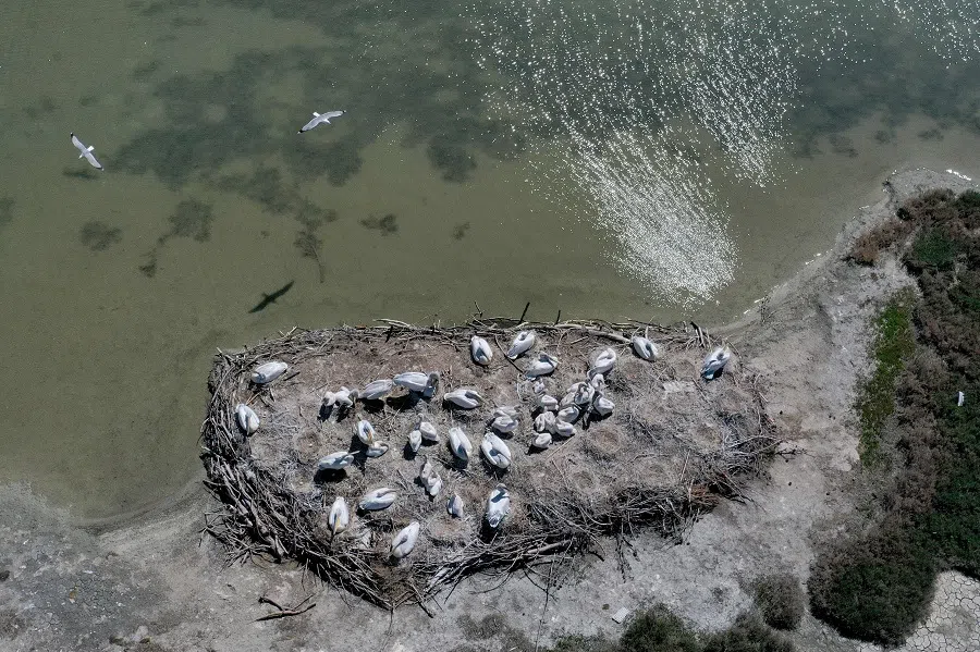 This photo taken on 9 April 2020 shows curly pelicans at their nest in the Karavasta lagoon, part of the Divjake Karavasta National Park. - With tourists home, boats docked and factories silenced under a coronavirus lockdown, Albania's pink flamingos and curly pelicans are flourishing in the newfound tranquility of lagoons dotting the country's western coastline. (Gent Shkullaku/AFP)