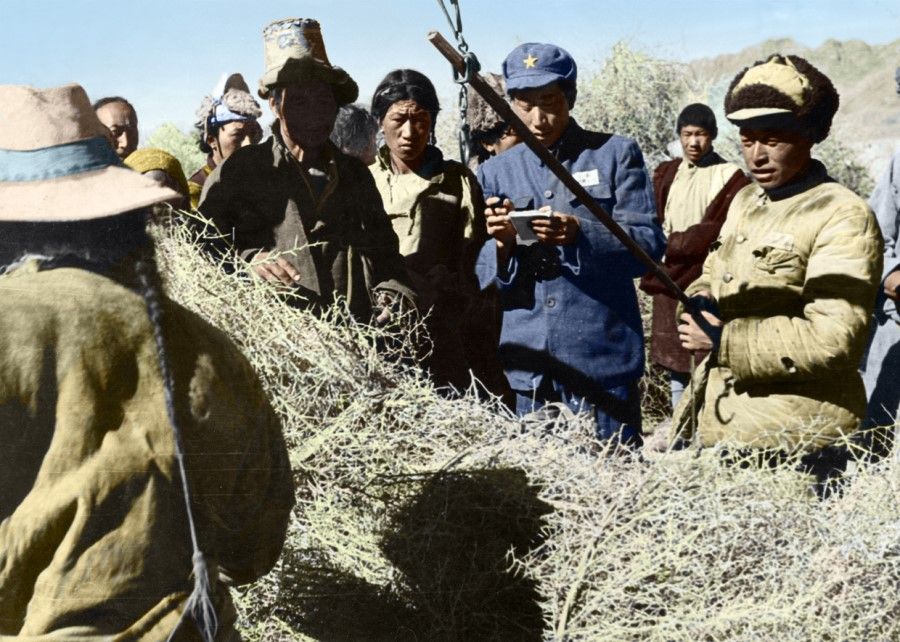 PLA troops working with Tibetan farmers on crop harvesting, 1951.
