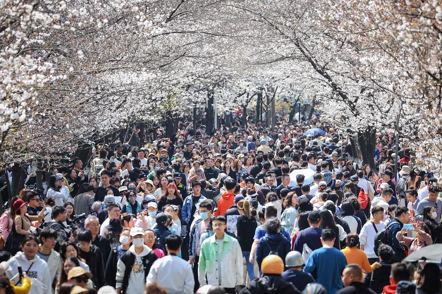 People walk under cherry blossoms in Nanjing, in eastern China's Jiangsu province on 22 March 2024. (AFP)