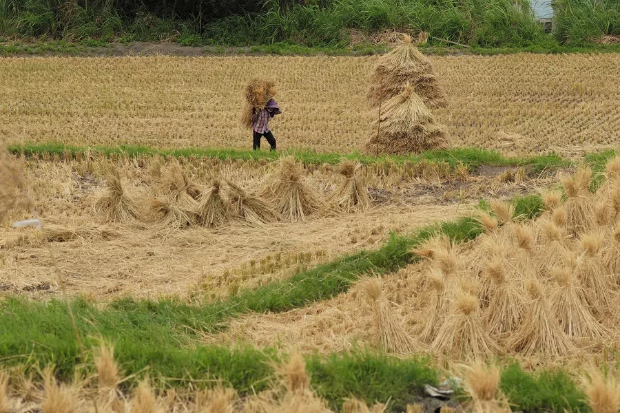 A farmer carries some straws at a rice field in Hualien County, Taiwan, on 24 June 2022. (Sam Yeh/AFP)