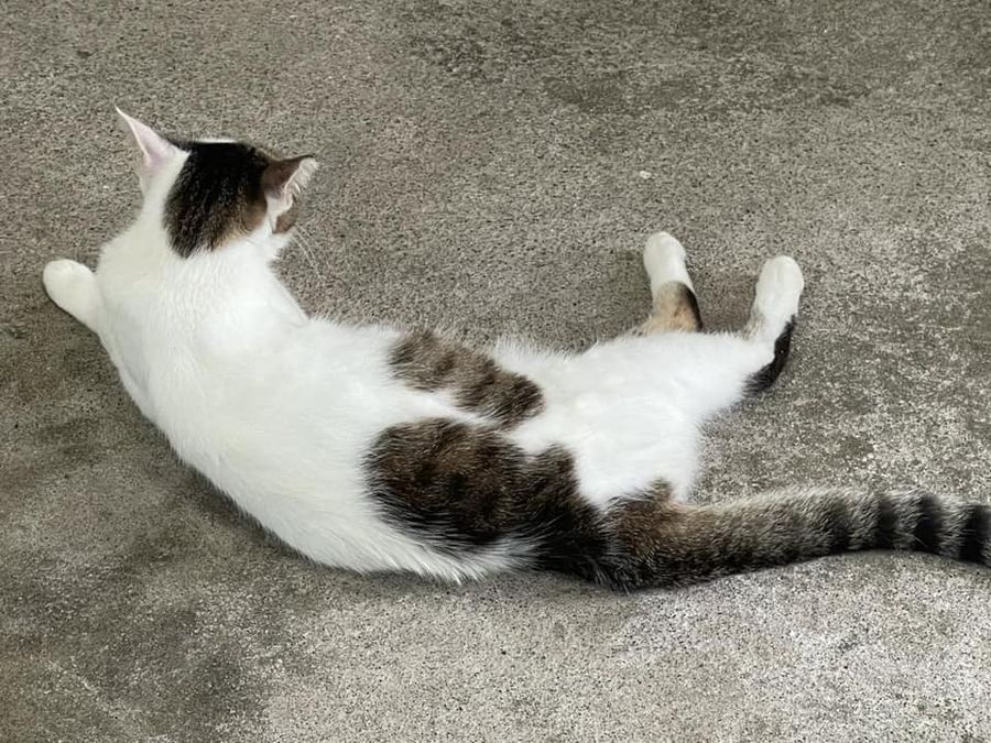 The stray cat enjoys lounging on the crude cement floor. (Facebook/蔣勳)