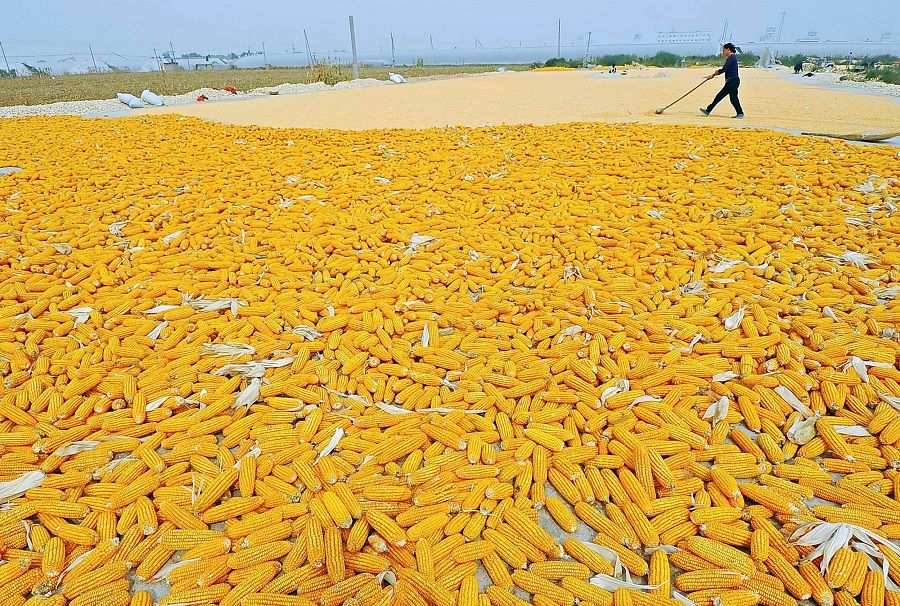 A farmer dries newly-harvested corn cobs near her field in Zhuliang village of Qingzhou, Shandong province, China, 27 September 2013. (Reuters/China Daily)