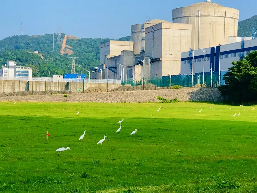Egrets near the Qinshan Nuclear Power Plant.