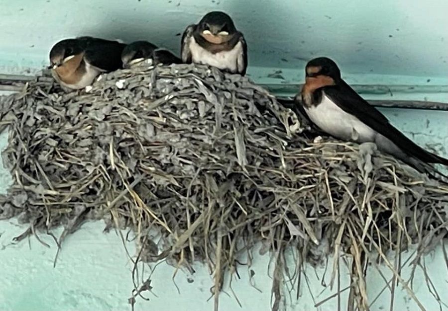 A swallow family in their home. (Facebook/蔣勳)