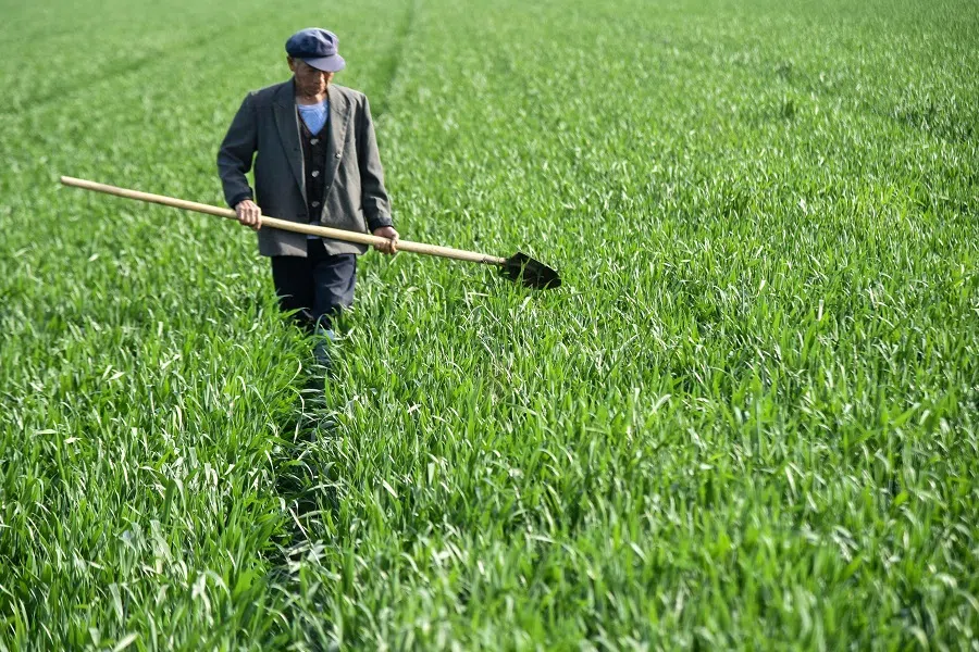 This photo taken on 19 April 2021 shows a farmer working in a watermelon field in Liaocheng, Shandong province, China. (STR/AFP)