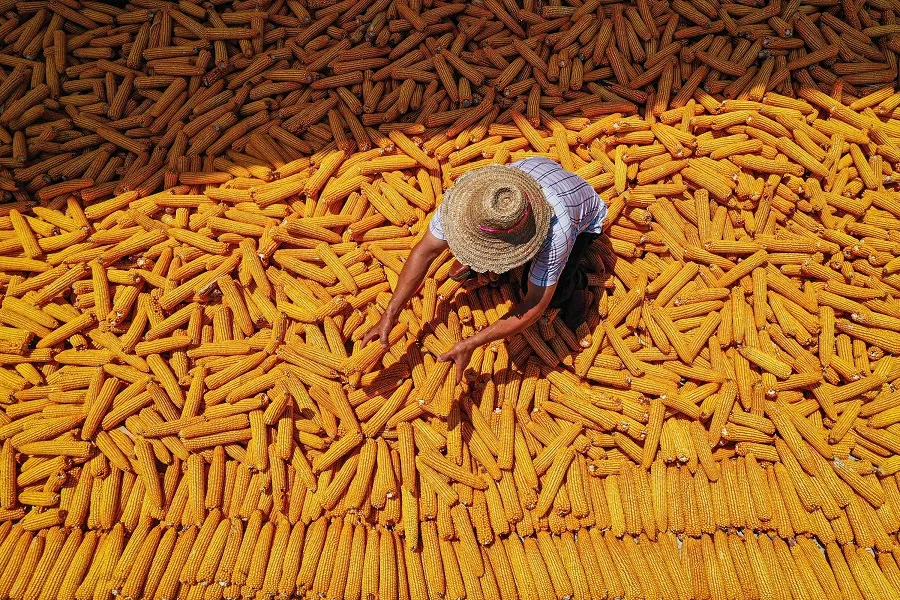 A farmer dries harvested corn at a village in Chongqing, China, on 7 August 2024.