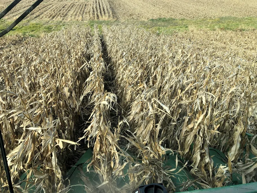 Corn crops are seen being harvested in Eldon, Iowa, US, on 5 October 2019. (Kia Johnson/Reuters)