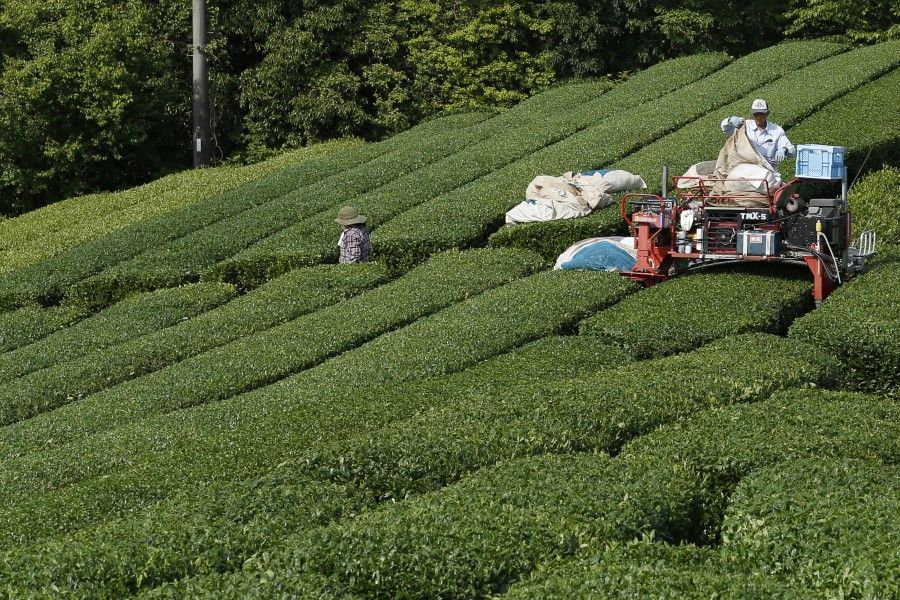 A worker operates a harvester machine at a tea plantation in Minamiyamashiro, Kyoto, Japan, on 14 May 2021. (Buddhika Weerasinghe/Bloomberg)