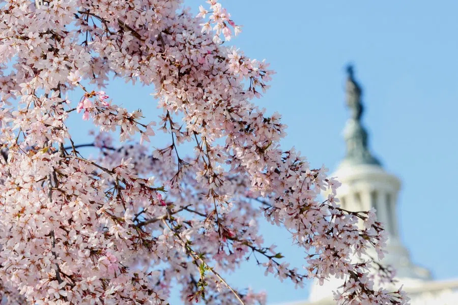 Cherry blossoms bloom near the Capitol in Washington, US, on 20 March 2024. (Amanda Andrade-Rhoades/Reuters)