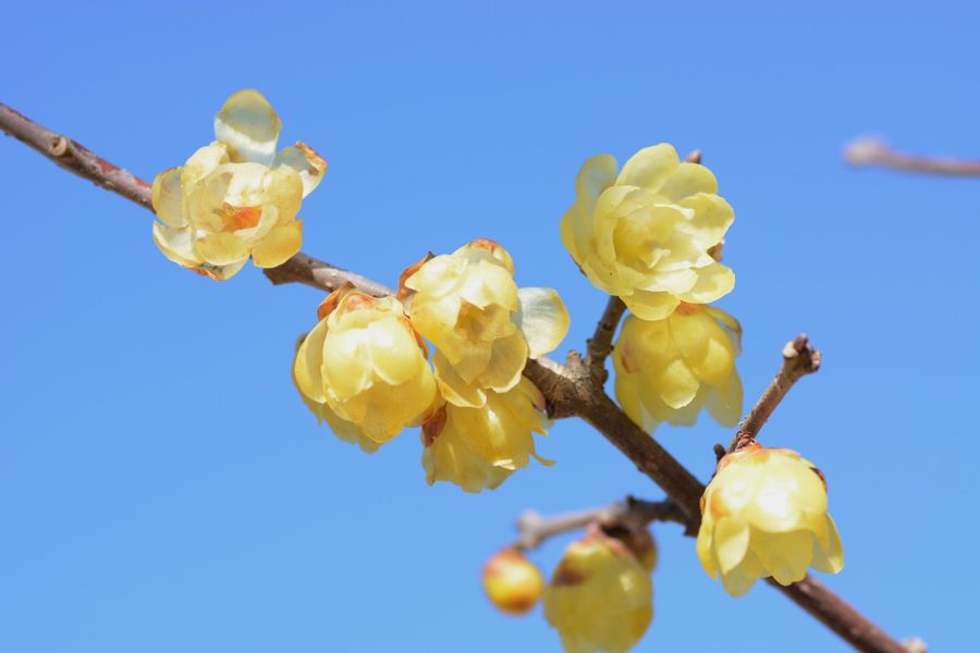Wintersweet flowers peeked out of their stems like clusters of small bells sculpted from yellow wax. (iStock)