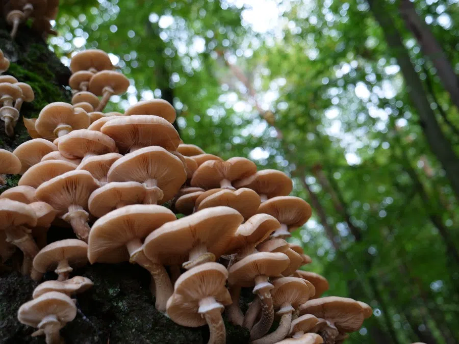 Wild zhenmo or honey mushrooms. (Photo: Leonhard Lenz/Licensed under CC BY-SA 4.0)
