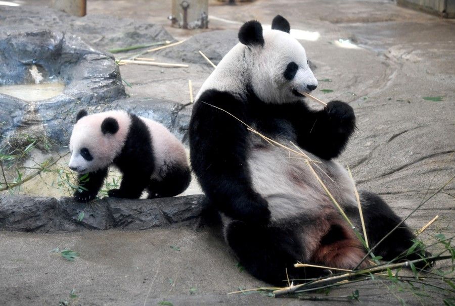 Female giant panda cub Xiang Xiang (left) walks beside her mother Shin Shin (right) at Ueno Zoo in Tokyo on 19 December 2017. (Toru Yamanaka/Reuters)