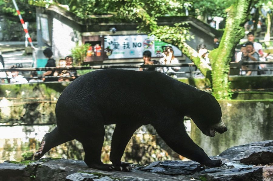 A sun bear walks in its enclosure at Hangzhou Zoo in Hangzhou, Zhejiang province, China, on 1 August 2023. (AFP)
