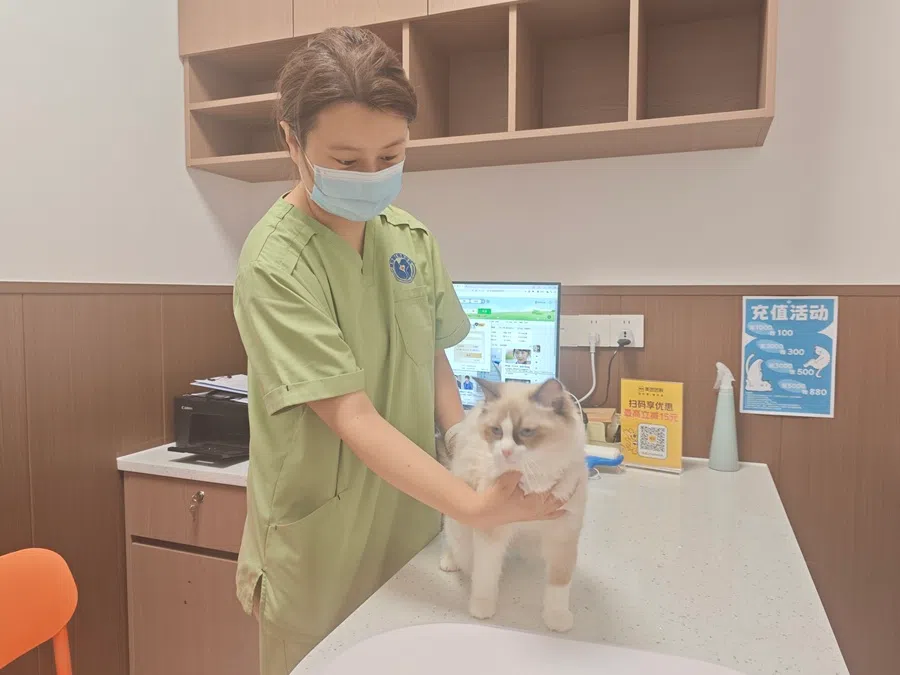 A medical staff examines a sick cat at the Nansha International Pet Community. (Zeng Shi/SPH Media)