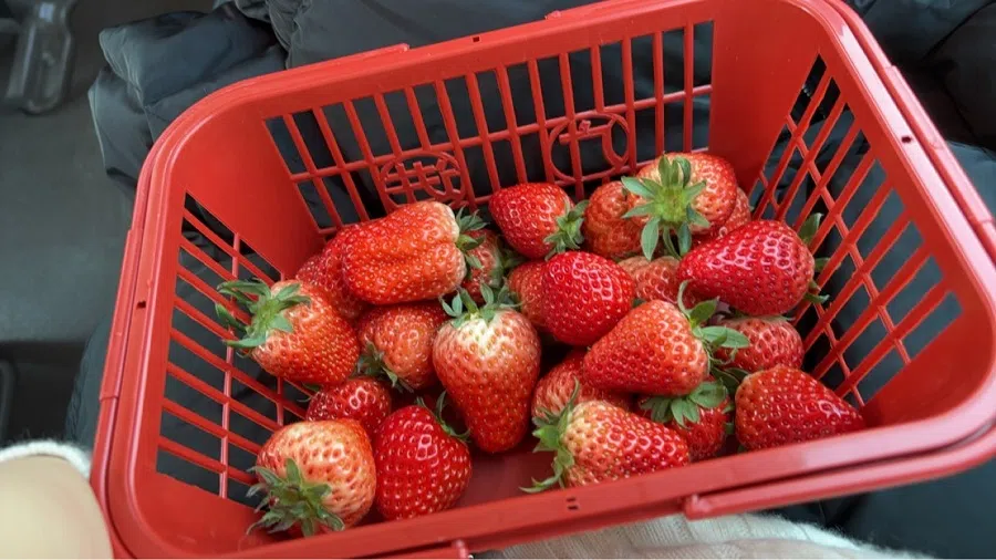 Strawberries plucked from the Qin nuclear-powered agricultural farm.