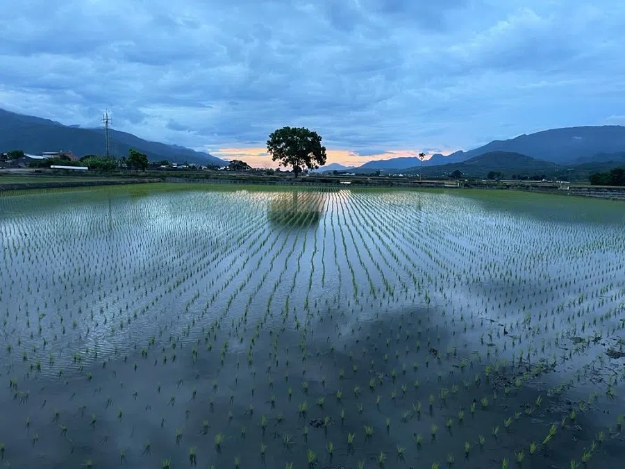 Recently transplanted rice seedlings on a paddy field in Chishang, Taitung, Taiwan. (Facebook/蔣勳)