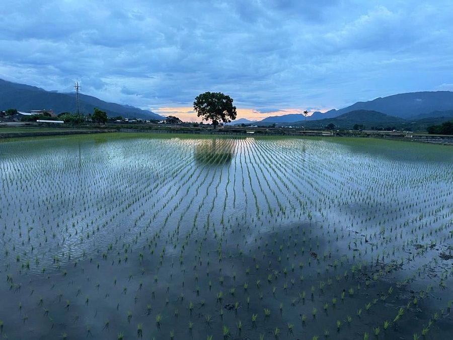 Recently transplanted rice seedlings on a paddy field in Chishang, Taitung, Taiwan. (Facebook/蔣勳)