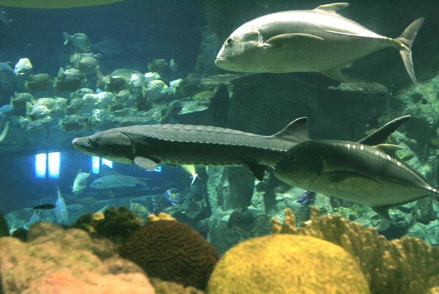 The living environment of Chinese sturgeons (centre) was polluted following the explosion of the Jilin petrochemical plant. (CNS)
