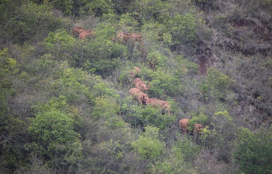 This aerial photo taken on 7 June 2021 and released on 11 June by Yunnan Provincial Command of the Safety Precautions of the Migrating Asian Elephants shows elephants, part of a herd which had wandered 500 kilometres north from their natural habitat, walking in a forest near Kunming city, Yunnan province, China. (Handout/Yunnan Provincial Command of the Safety Precautions of the Migrating Asian Elephants/AFP)