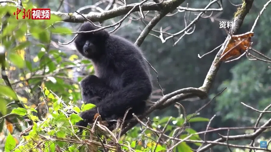 A screen shot from a video featuring the Ailao Mountains, showing a black gibbon. (Internet)