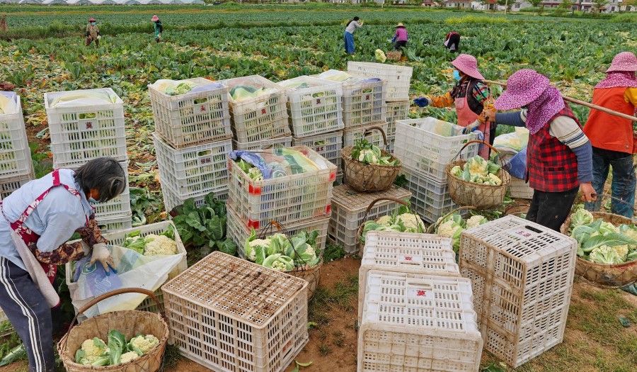 This photo taken on 24 April 2022 shows farmers harvesting cauliflowers to be delivered to Shanghai, in Qidong in China's eastern Jiangsu province. (AFP)