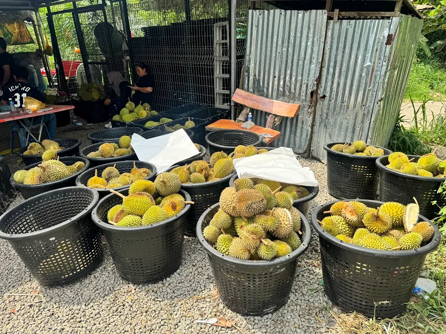 Malaysia is looking to become a key source of durian imports for China. (Seoow Juin Yee/SPH Media)