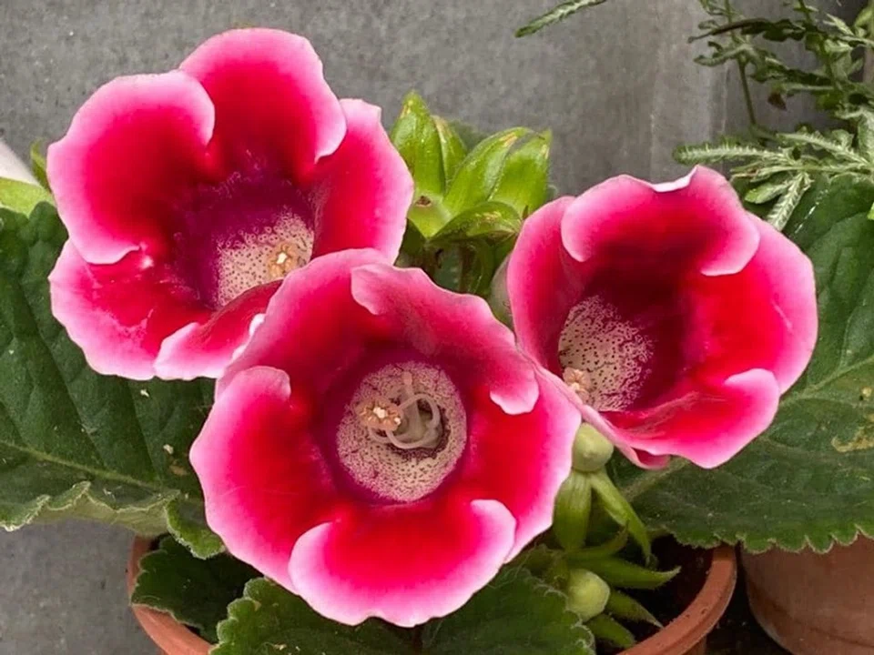 Chiang's potted gloxinia is in full bloom. (蔣勳/Facebook)
