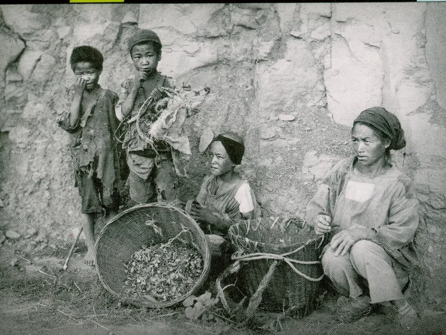 Famine victims surviving on tree leaves.