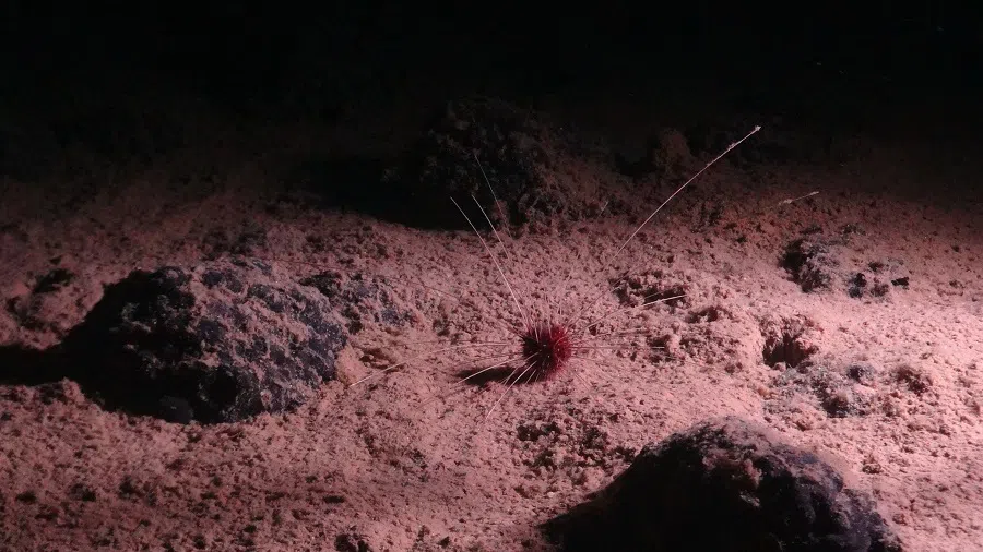 A handout image made available by the National Oceanography Centre on 24 July 2023, shows the abyssal urchin Plesiodiadema globulosum, one of the most abundant invertebrates in the NE Pacific region and found in the Clarion-Clipperton Zone (CCZ). (Handout/National Oceanography Centre/Smartex project (NERC)/AFP)