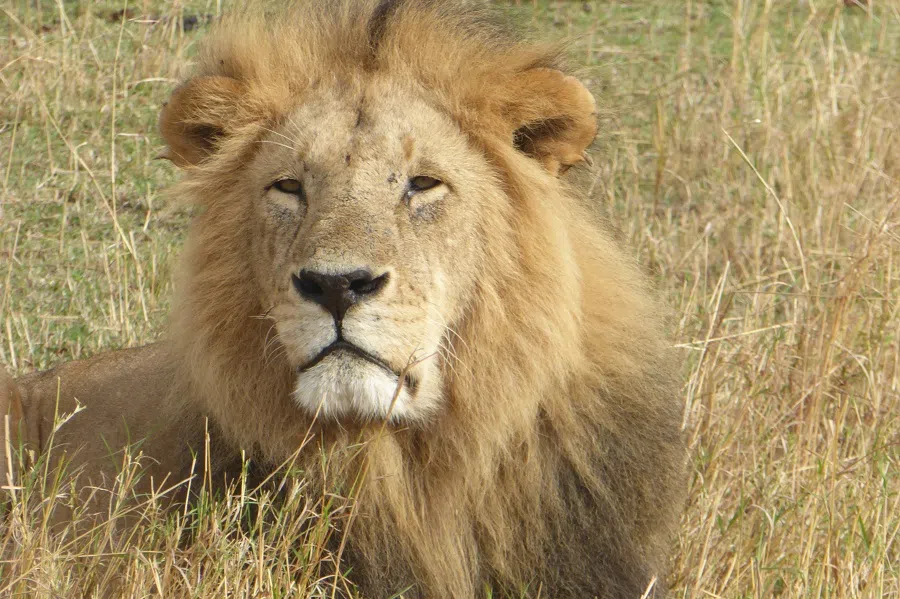 A lion in Kenya. (SPH Media)