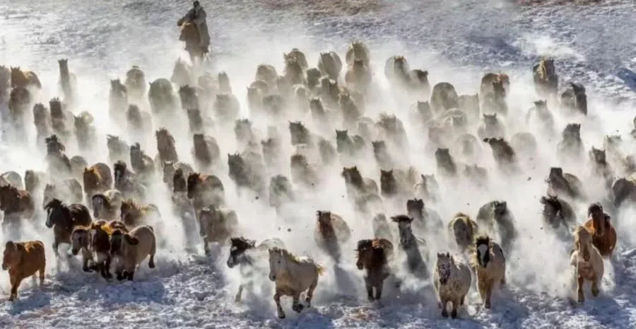 Mongolian horses in Inner Mongolia and those in Mongolia belong to the same breed, but in Mongolia they are raised through natural free-range grazing.