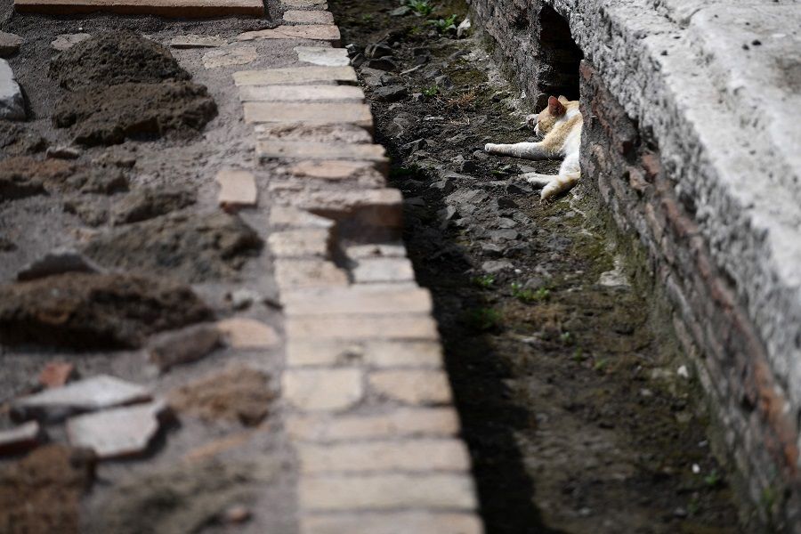 A cat rests inside the Colosseum, where dungeon restoration has been sponsored by fashion group Tod's, in Rome, Italy, on 25 June 2021. (Filippo Monteforte/AFP)
